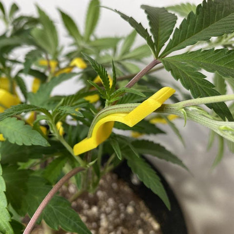 BudClips - Universal Low Stress Training (LST) Clips